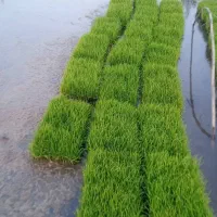 کاشت گل گیاه