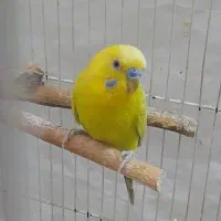 مرغ عشق نر