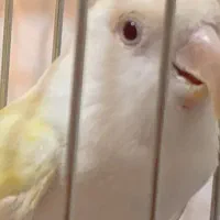 فروش طوطی برزیلی