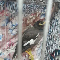 مینا دستی|پرنده|مشهد, شهرک مهرگان|دیوار