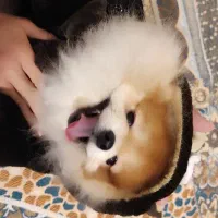 سگ پامرانین|سگ|اندیشه, شهرک مریم|دیوار