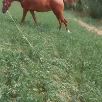 نوزین فروشی|اسب و تجهیزات اسب‌سواری|الیگودرز, |دیوار