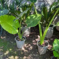 باباآدم تنه سبز|گل و گیاه طبیعی|چمستان, |دیوار