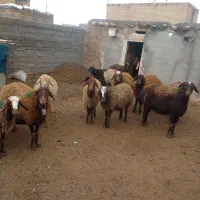 معاوضه با ماشین|حیوانات مزرعه|سلیمان, |دیوار