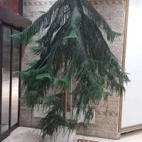 کاج مطبق