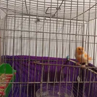 جفت موزاییکی(حمیدیه)