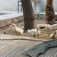 ۴ عد اردک ۲ ماهه سالمو سرحال واکسن خورده