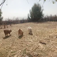 ده عدد کهره نر|حیوانات مزرعه|صوغان, |دیوار