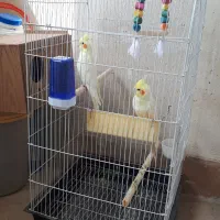 طوطی عروس هلندی|پرنده|سمنان, |دیوار