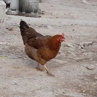 مرغ و خروس محلی