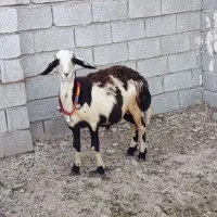 قوچ برقوچ میش گوسفند