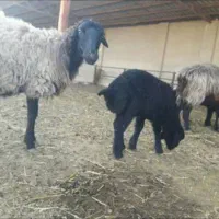 میش بره دار