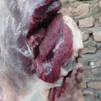 گوشت شیشک زیر قیمت