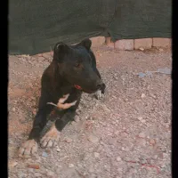 واگذاری توله سرابی ۴ ماه فی ۳