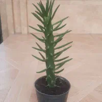 کاکتوس|گل و گیاه طبیعی|سنگر, |دیوار