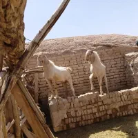 کره|حیوانات مزرعه|بردسیر, |دیوار