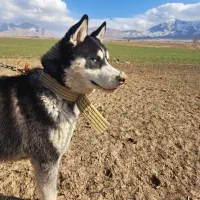 واگذاری هاسکی