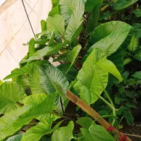 فروش بابا آدم های یک‌ونیم‌ودومتری|گل و گیاه طبیعی|مشگین شهر, |دیوار