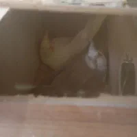 عروس هلندی البینوباتخم جوجه