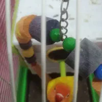 فروش ی جفت طوطی برزیلی|پرنده|بندر ماهشهر, |دیوار