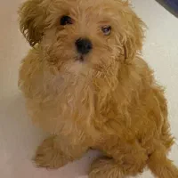 توی پودل نر