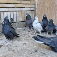 کفتر اصفهانی صداکن