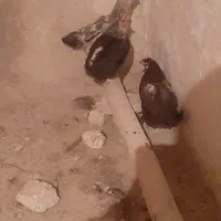 مرغ  تخم کن فروشی