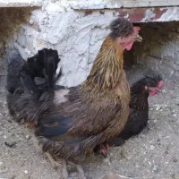 مرغ کاهکلی تخم گذار بفروش میرسد