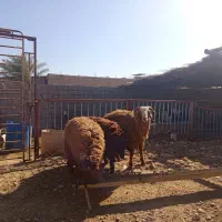 گاو گوساله گوسفند بز بره گاومیش قوچ میش