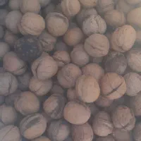 فروش گردو محلی