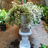 کراسولا خرفه ابلق