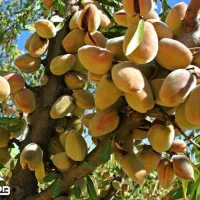 عرضه نهال بادام شکوفه|خدمات باغبانی و درختکاری|نمین, |دیوار