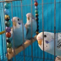 مرغ عشق جوان