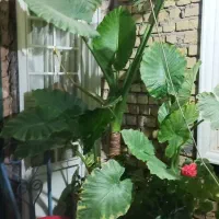 گل بابا آدم|گل و گیاه طبیعی|کوهدشت, |دیوار