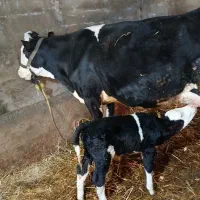 گاو موند با گوساله