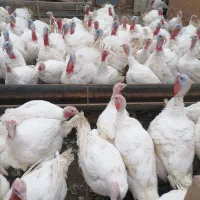 بوقلمو گوشتی|حیوانات مزرعه|تربت جام, رضاآباد|دیوار