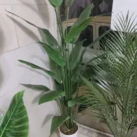 پرنده بهشتی ۱۷۰ سانتی متری