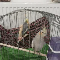 سلام عرض اداب