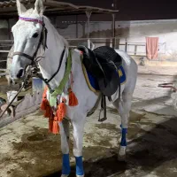 فروش اسب|اسب و تجهیزات اسب‌سواری|باقرشهر, |دیوار
