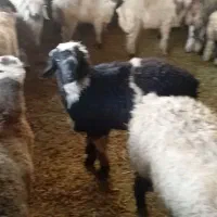 بره نر|حیوانات مزرعه|مرودشت, مجد آباد|دیوار