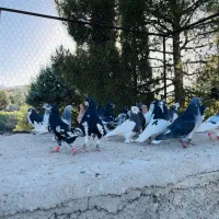 شهری بهبونی دست اولی