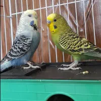 هایپر پرندگان|پرنده|بیجار, |دیوار