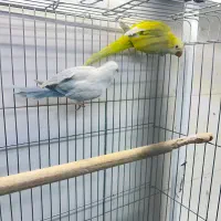 طوطی|پرنده|شیراز, لب آب|دیوار