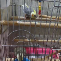 یک جفت عروس هلندی