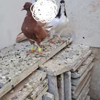 کبوتر جوانه