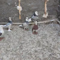 تعدادی شازده کاکل آس