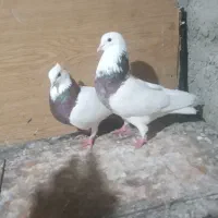 طوقی معاوضه با سار یا  شامی