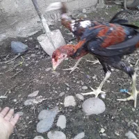 جوجه لاری|حیوانات مزرعه|رشت, فلسطین|دیوار