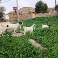 فروش بز گلابی اصلی گوش بلند دو قلوزا