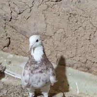 طوقی|پرنده|هرسین, |دیوار